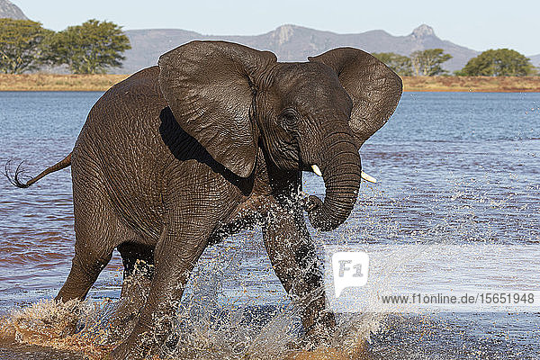 Afrikanischer Elefant (Loxodonta africana) im Wasser  Zimanga Wildreservat  KwaZulu-Natal  Südafrika  Afrika