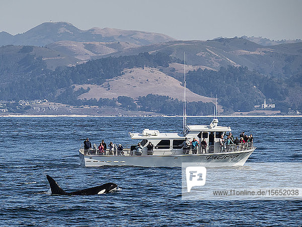 Vorübergehender Schwertwal (Orcinus orca)  der in der Nähe eines Bootes im Monterey Bay National Marine Sanctuary auftaucht  Kalifornien  Vereinigte Staaten von Amerika  Nordamerika