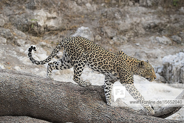 Leopard (Panthera pardus) weiblich  Chobe-Nationalpark  Botsuana  Afrika