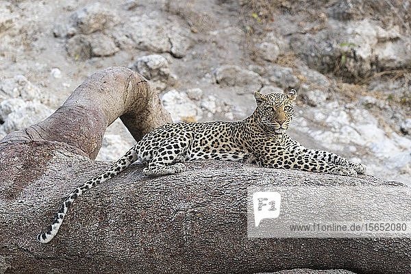 Leopard (Panthera pardus) weiblich  Chobe-Nationalpark  Botsuana  Afrika