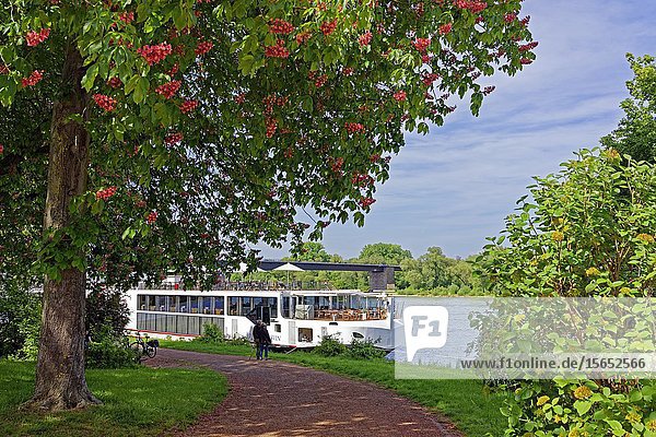 Cruise vessel Salierbruecke Speyer Rhineland-Palatinate Germany Europe