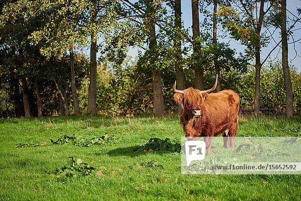 Highland Cattle  Waldfeucht  North Rhine-Westphalia  Germany  Europe