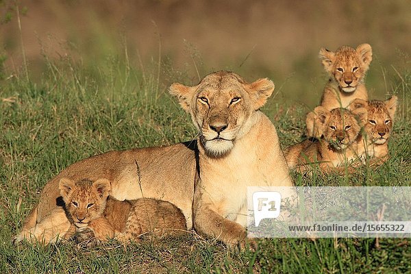 Löwin und Jungtiere  Masai Mara Natonal Reserve  Kenia.