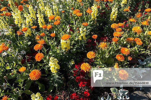 Beds of summer flowers. Reykjavík. Iceland.