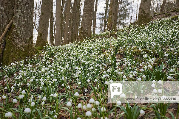 Spring snowflake (Leucojum vernum) flowering in a forest in spring  Upper Palatinate  Bavaria  Germany  Europe.