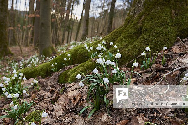 Spring snowflake (Leucojum vernum) flowering in a forest in spring  Upper Palatinate  Bavaria  Germany  Europe.