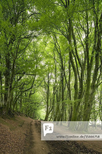 Beech trees in summer lining Drove Road in the Quantock Hills  Somerset  England.