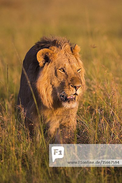 African Lion (Panthera leo)  male standing in tall grass  Masai Mara National Reserve  Kenya.