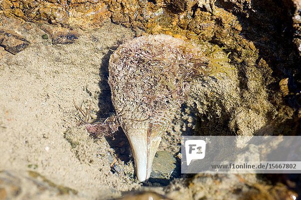 Fan mussel or pen shell (Pinna nobilis) is a marine bivalve mollusk endemic to Mediterranean Sea. This photo was taken in Cap Ras  Girona province  Catalonia  Spain.