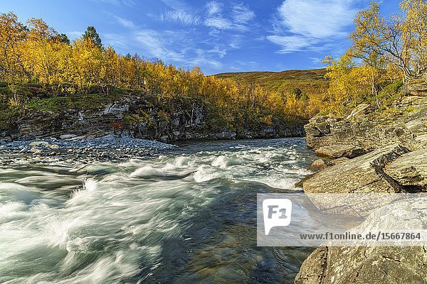 Abisko river in autumn season with yellow leaves on birch trees  mountain in background  Abisko  Kiruna county  Swedish Lapland  Sweden.