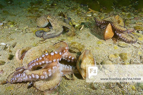 Common octopus (Octopus vulgaris) devouring Brown venus. Smooth callista. Smooth Clam (Callista chione). Eastern Atlantic. Galicia. Spain. Europe.