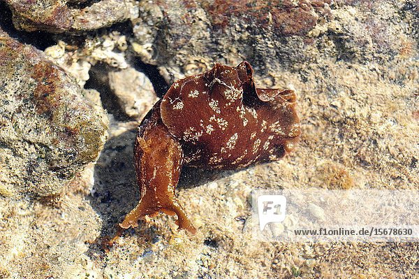 Sea slug or sea hare (Aplysia punctata) is a marine mollusk. This photo was taken in Cap Ras  Girona province  Catalonia  Spain.