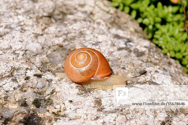 Grove snail (Cepaea nemoralis) is a terrestrial snail with great diversity of colorful. This photo was taken near Chamonix  France.