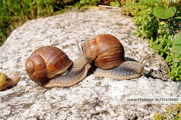 Roman snail or Burgundy snail (Helix pomatia) is an edible terrestrial snail. This photo was taken near Chamonix  France.