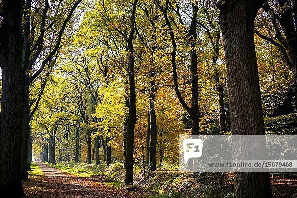 Colorful autumn forest  Philips de Jongh Park  Eindhoven  The Netherlands  Europe.