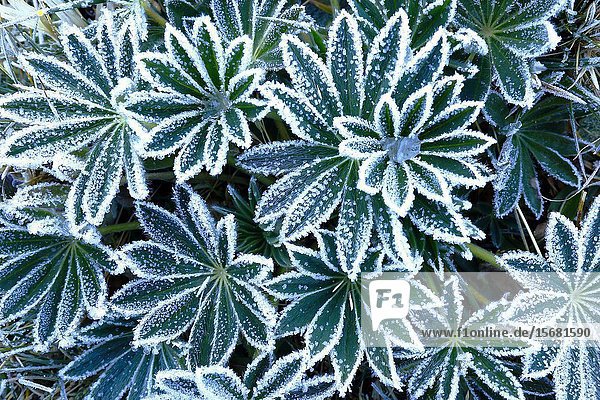 Andean plant (lupinus weberbaueri) recorded in its natural environment at dawn when it is frosted by the extreme cold. Huancayo - Perú