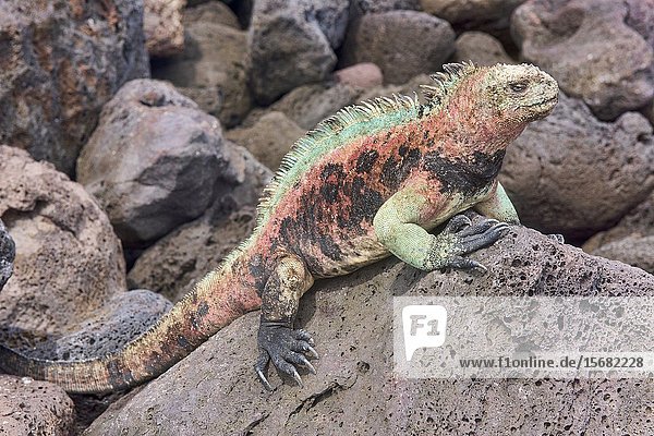 Colorful marine iguana (Amblyrhynchus cristatus)  Isla Santa Cristobal  Galapagos Islands  Ecuador.