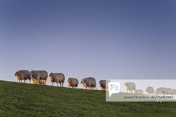 Flock of sheeps on a dyke Keitum Schleswig-Holstein Deutschland Europa