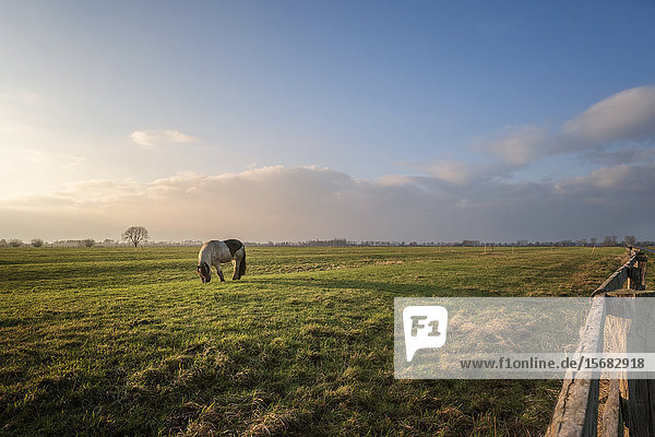 Pony on pasture Elbmarsch Kreis Pinneberg Schleswig-Holstein Germany Europe