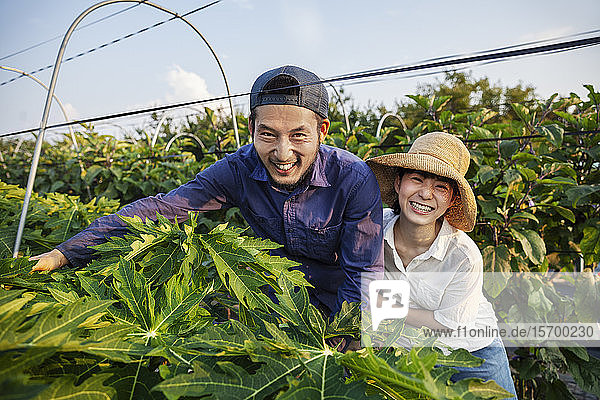 Japanese man wearing cap and woman wearing hat standing in vegetable field  smiling at camera.