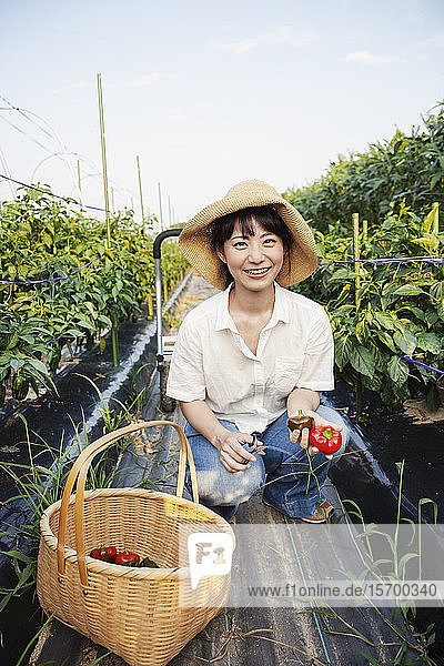Japanerin mit Hut kniend im Gemüsefeld  in die Kamera lächelnd  Korb mit frischen Paprikaschoten.