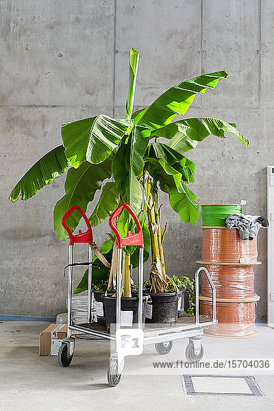 Tropische Topfpflanzen auf einem Rollwagen auf einer Baustelle