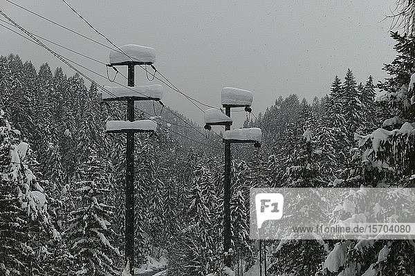 Schneebedeckte Bäume und Strommasten im Wald  Scuol  Kanton Graubünden  Schweiz