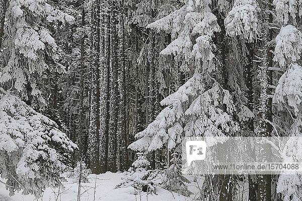 Schneebedeckte Bäume im Wald