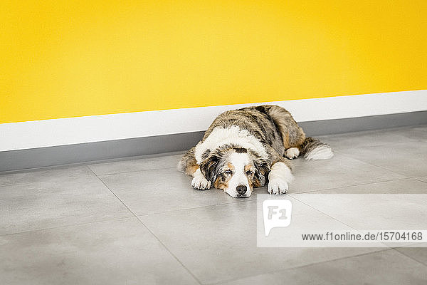 Müder Hund schläft an einer gelben Wand