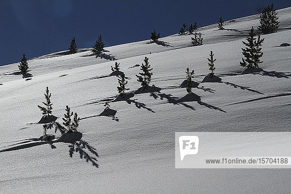 Bäume und Schatten auf sonnigem  schneebedecktem Berghang  Lue  Kanton Graubünden  Schweiz