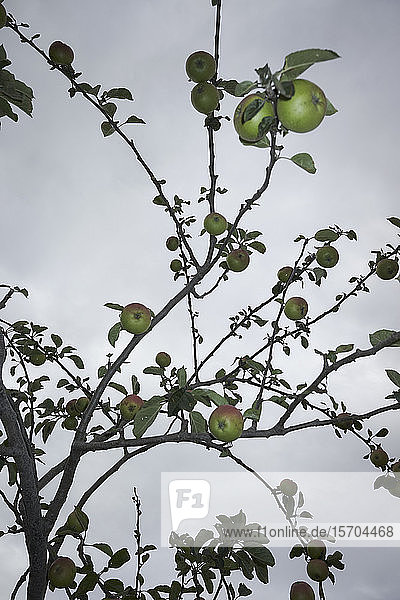 Apfelbaum gegen bedeckten Himmel