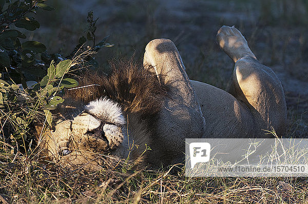 Linksäugiger blinder Löwe (Panthera leo)  bekannt als Silver Eye   Savute Channel  Linyanti  Botswana