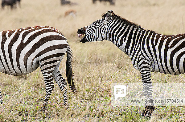 Schreiendes Zebra (Equus quagga)  Masai Mara National Reserve  Kenia
