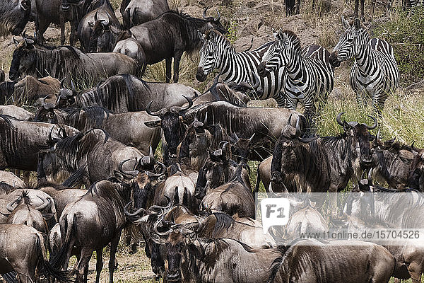Grant's Zebras (Equus quagga boehmi) und Östliches Weißbartgnu (Connochaetes taurinus) am Ufer des Mara-Flusses  Masai Mara National Reserve  Kenia
