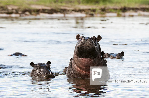 Flusspferde (Hippopotamus amphibius) im Fluss  Khwai-Konzession  Okavango-Delta  Botswana