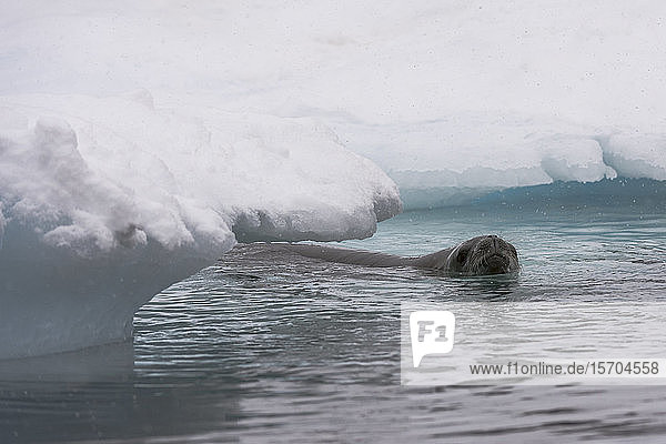 Im Meer schwimmende Krabbenfresserrobbe (Lobodon carcinophaga)  Wilhelmina-Bucht  Antarktis