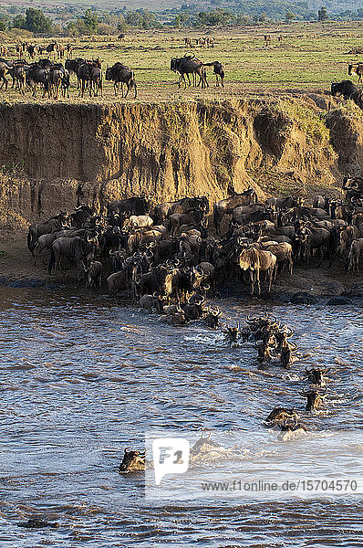 Gnus  die während der jährlichen Migration den Mara-Fluss überqueren  Masai Mara-Nationalpark  Kenia