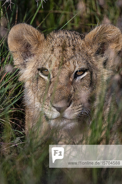 Löwenjunges (Panthera leo) wartet auf seine Mutter und versteckt sich im hohen Gras  Masai Mara National Reserve  Kenia