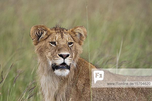 Löwin (Panthera leo)  Masai Mara National Reserve  Kenia