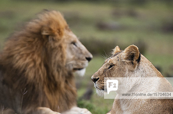 Löwe und Löwin (Panthera leo)  Masai Mara National Reserve  Kenia