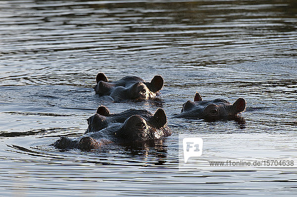 Flusspferde (Hippopotamus amphibius) im Fluss schwimmend  Okavango-Delta  Botswana
