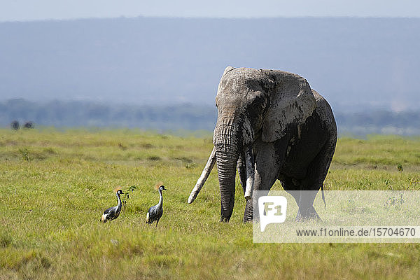 Afrikanischer Elefant (Loxodonta africana)  Amboseli-Nationalpark  Kenia