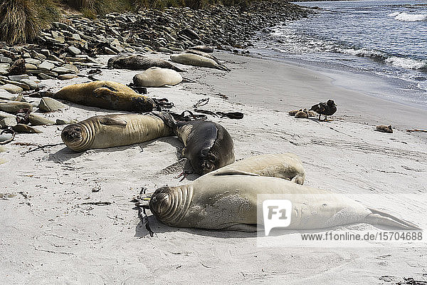Young Southern elephant seals (Mirounga leonina) resting on beach Falkland Islands