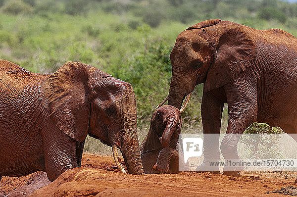African elephants (Loxodonta africana) helping calf trapped in mud Tsavo East National Park Kenya