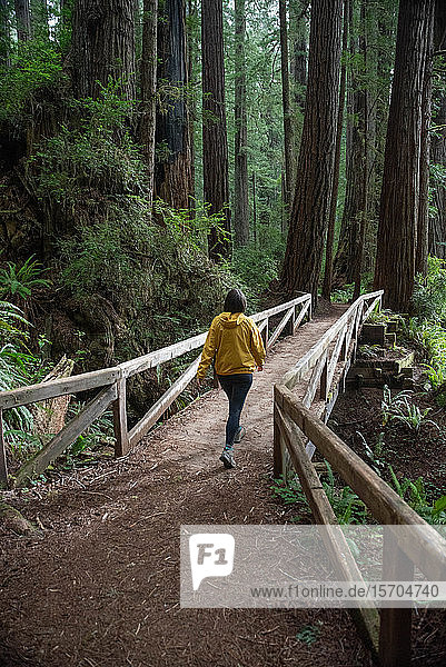 Female hiker on trail  Redwood forest  California  USA