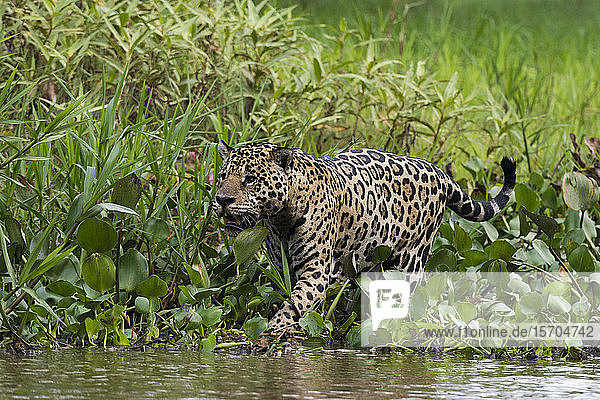 Jaguar (Panthera onca) bei einem Spaziergang am Ufer des Cuiaba-Flusses  Pantanal  Mato Grosso  Brasilien