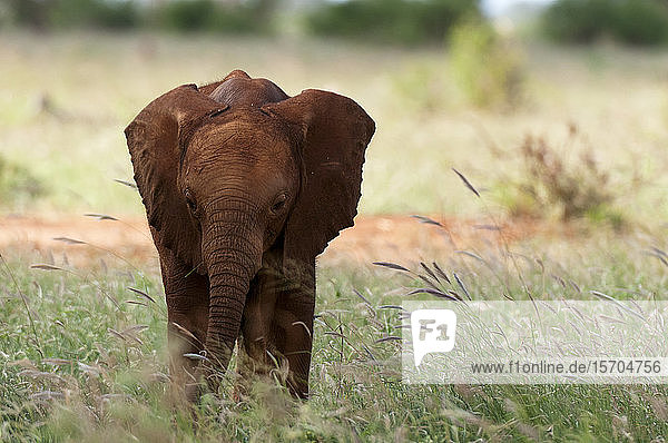 Elefantenkalb (Loxodonta africana)  Tsavo-Ost-Nationalpark  Kenia