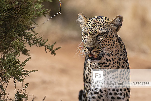 Porträt eines Leoparden (Panthera pardus)  Samburu National Reserve  Kenia