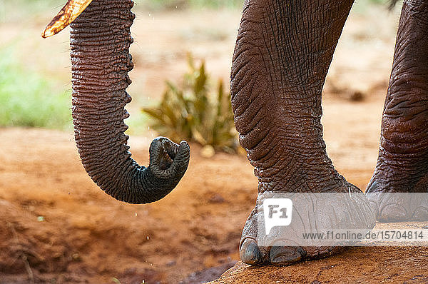 Schnappschuss von afrikanischen Elefantenfüssen (Loxodonta africana)  Tsavo-Ost-Nationalpark  Kenia