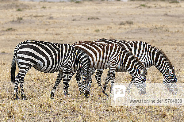 Zebra (Equus quagga)  Masai Mara-Nationalpark  Kenia